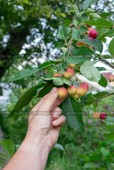 Juicy paradise apples. A man’s hand tears a ripe apple from a tree in a summer garden. The man’s hand tears off the organic paradise apple in the garden on a summer day. Стоковое фото, агентство Ingram Publishing / Фотобанк Лори