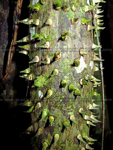 Jungle on Amazon river in Peru, South America (2011 год). Стоковое фото, фотограф Сергей Стрелков / Фотобанк Лори
