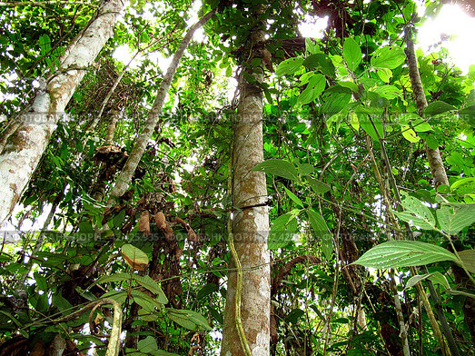 Jungle on Amazon river in Peru, South America (2011 год). Стоковое фото, фотограф Сергей Стрелков / Фотобанк Лори