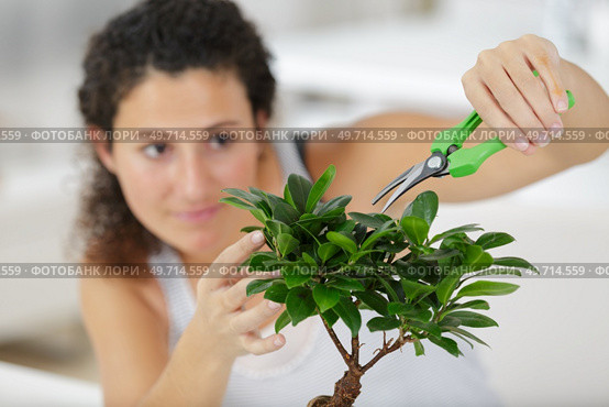 juniper bonsai tree pruning woman concept. Стоковое фото, агентство Ingram Publishing / Фотобанк Лори