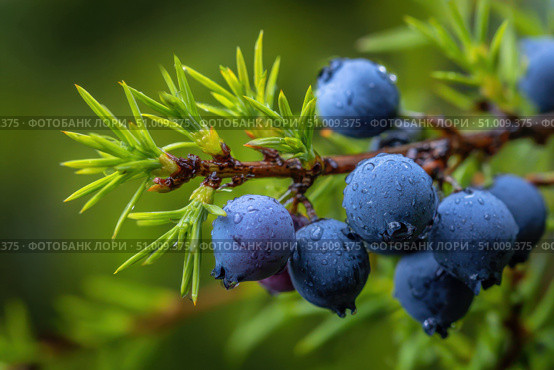 Juniper branches with berries. Blue berries on tree of juniper with green nature blurred background. Bunch of juniper berry in autumn. Juniperus scopulorum. Semi-fleshy, bluish cones. Officinal plant. Стоковое AI-изображение, AI-художник Марина Демидюк / Фотобанк Лори