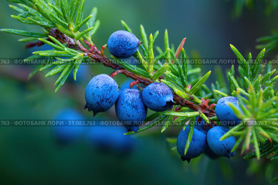 Juniper branches with berries. Blue berries on tree of juniper with green nature blurred background. Bunch of juniper berry in autumn. Juniperus scopulorum. Semi-fleshy, bluish cones. Officinal plant. Стоковое AI-изображение, AI-художник Марина Демидюк / Фотобанк Лори