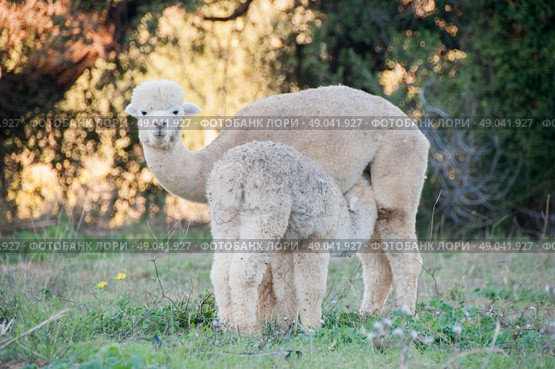 Juvenile alpaca feeding from her mother. Стоковое фото, агентство Ingram Publishing / Фотобанк Лори