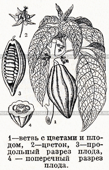 Какао. Малая советская  энциклопедия, 1931 год. Стоковая иллюстрация, иллюстратор Макаров Алексей / Фотобанк Лори