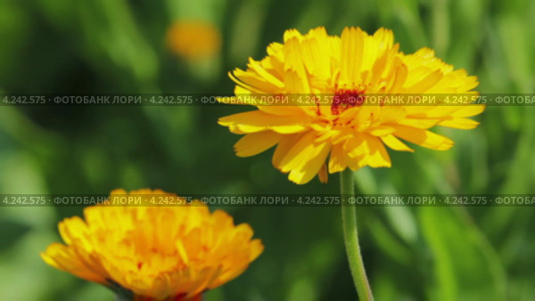 Календула крупным планом. Стоковое видео, видеограф Евгений / Фотобанк Лори
