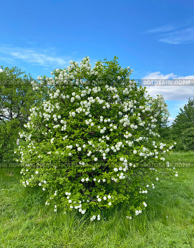 Калина Бульденеж (Viburnum opulus Bouledeneige) Стоковое фото, фотограф Мария Кылосова / Фотобанк Лори