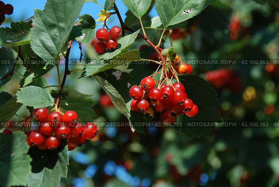 Калина обыкновенная, или Калина красная (лат. Viburnum opulus) Стоковое фото, фотограф lana1501 / Фотобанк Лори
