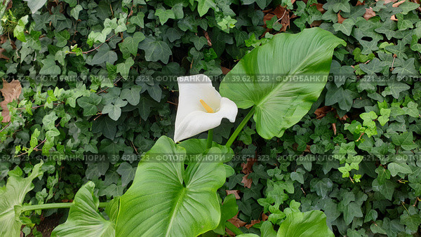 Калла эфиопская зантедеския (calla zantedeschia aethiopica). Сан-Жозе, Лиссабон, Португалия (2023 год). Стоковое фото, фотограф lana1501 / Фотобанк Лори