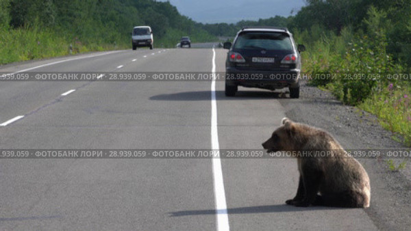 Камчатский бурый медведь попрошайничает на автотрассе (2018 год). Редакционное видео, видеограф А. А. Пирагис / Фотобанк Лори