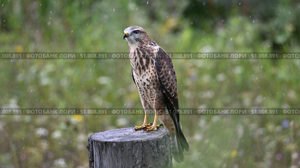 Канюк (Buteo buteo) сидящий на пне. Природа Сибири и Алтая. Птицы Алтая. Алтайский край, Россия. Стоковое фото, фотограф Максим Бжитских / Фотобанк Лори