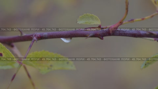 Капля воды на ветке. Стоковое видео, видеограф Семён Прудий / Фотобанк Лори