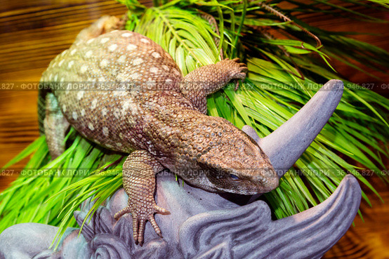 Капский варан (англ. Cape monitor, savanna monitor, Bosc’s Monitor ), (лат. Varanus exanthematicus) Стоковое фото, фотограф Галина Савина / Фотобанк Лори