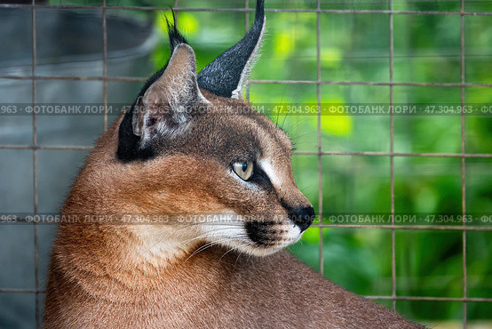 Каракал (лат. Caracal caracal) в вольере зоопарка. Крупный план. Стоковое фото, фотограф Лариса Гордеева / Фотобанк Лори