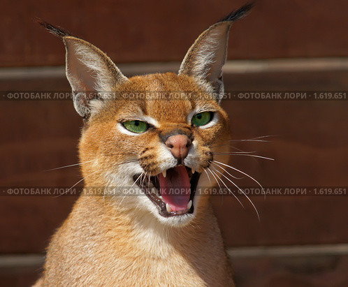 Каракал, пустынная (степная) рысь (лат. Caracal caracal) Стоковое фото, фотограф Михаил Борсов / Фотобанк Лори