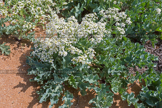 Катран морской (Crambe maritima) крупным планом. Стоковое фото, фотограф Ирина Яровая / Фотобанк Лори