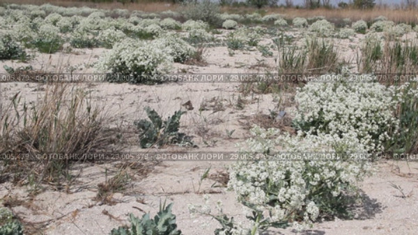 Катран приморский (лат. Crambe maritima) — вид рода Катран (Crambe) семейства Капустные (Brassicaceae) Стоковое видео, видеограф Олег Хархан / Фотобанк Лори