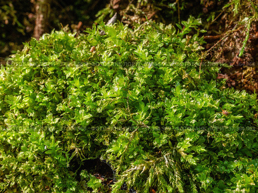 Кавказские горы, Адыгея. Субтропический лес, мох на камне. Caucasus Mountains, Adygea. Subtropical forest, moss on a stone. Стоковое фото, фотограф Евгений Романов / Фотобанк Лори