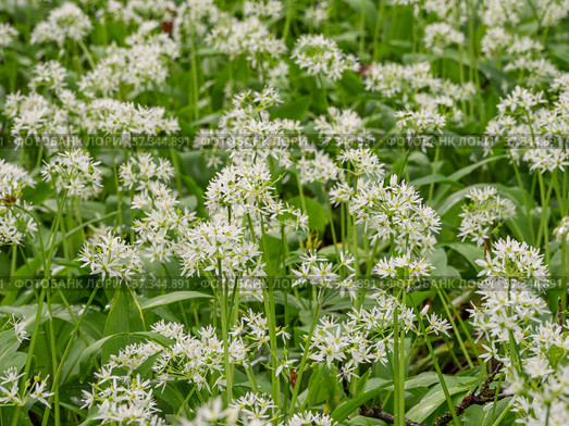 Кавказские горы, горный лес. Луг цветущей черемши (Allium ursinum). Caucasian mountains, mountain forest. Meadow of flowering wild garlic (Allium ursinum). Стоковое фото, фотограф Евгений Романов / Фотобанк Лори