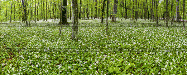 Кавказские горы, горный лес. Луг цветущей черемши (Allium ursinum). Вид с воздуха. Caucasian mountains, mountain forest. Meadow of flowering wild garlic (Allium ursinum). Aerial view. Стоковое фото, фотограф Евгений Романов / Фотобанк Лори