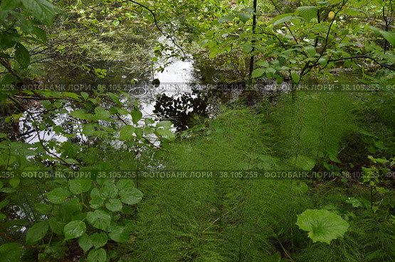Казанский лес. Широколиственный лес.  хвощ  Лето Kazan forest. Broad-leaved forest. Summer Tilia cordata Mill., Betula pendula Roth Equisetum. Стоковое фото, фотограф Светлана Федорова / Фотобанк Лори