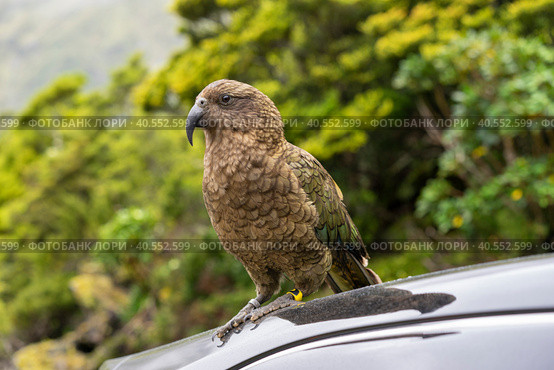 Kea bird standing on a car. Стоковое фото, фотограф Евгений Дробитько / Фотобанк Лори