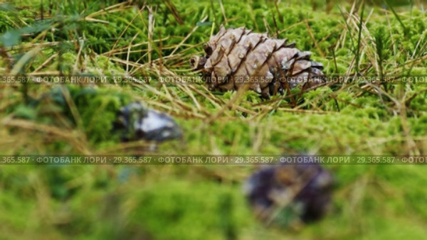 Кедровый лес. Кедровые шишки. Cedar forest - cones. Close up. Стоковое видео, видеограф Евгений Романов / Фотобанк Лори