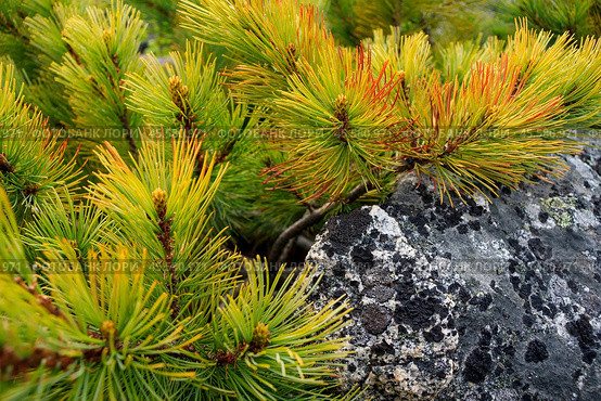 Кедровый стланик (Pinus pumila) и камень, поросший лишайником. Дикие растения Сибири и Дальнего Востока России. Красивый природный фон. Крупный план. Стоковое фото, фотограф Андрей Степанов / Фотобанк Лори