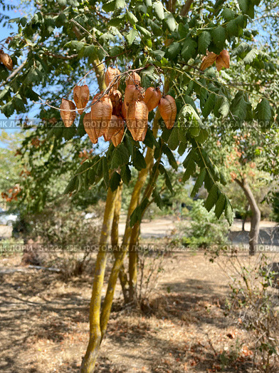 Кёльрейтерия метельчатая (Koelreuteria paniculata, Golden rain tree, Дерево Золотого дождя или Ложное Мыльное дерево), плодоношение. Крым, пгт Орджоникидзе, улица Ленина. Стоковое фото, фотограф Щеголева Ольга / Фотобанк Лори