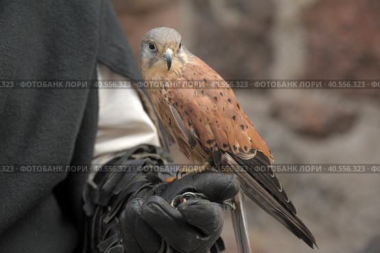 Kestrel perched on falconers glove. Стоковое фото, фотограф Анна Кривицкая / Фотобанк Лори