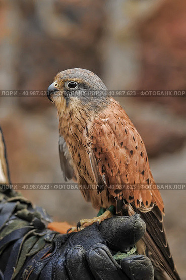 Kestrel perched on falconers glove. Стоковое фото, фотограф Анна Кривицкая / Фотобанк Лори