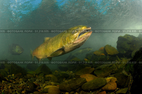 King Salmon, Rogue River, Oregon. VW Pics/Stocktrek Images/TASS. Стоковое фото, агентство ТАСС / Фотобанк Лори