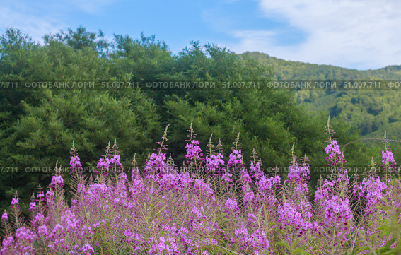 Кипрей, Иван-чай (Epilobium angustifolium) Стоковое фото, фотограф Виктория Панченко / Фотобанк Лори