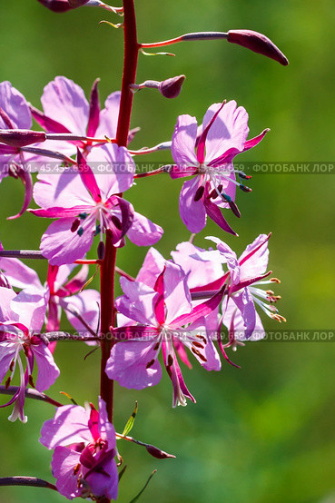 Кипрей узколистный, Иван-Чай - (Epilobium angustifolium), цветы крупным планом. Новосибирская область, Западная Сибирь. Стоковое фото, фотограф Евгений Мухортов / Фотобанк Лори