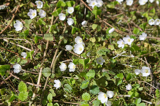 Кислица (лат. Oxalis acetosella) цветет в лесу. Стоковое фото, фотограф Елена Коромыслова / Фотобанк Лори