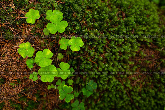 Кислица обыкновенная (Oxalis acetosella) и мох. Зеленый трилистник крупным планом. Стоковое фото, фотограф Андрей Степанов / Фотобанк Лори