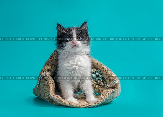 kitten in a sack turquoise background. Стоковое фото, фотограф Артем Курутин / Фотобанк Лори
