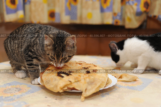 Kitten steals and eats pancakes on the table. Стоковое фото, фотограф Анна Кривицкая / Фотобанк Лори