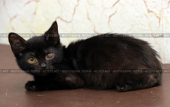 Kitten with an eyesore, a leukoma or an eyesore. Стоковое фото, фотограф Анна Кривицкая / Фотобанк Лори