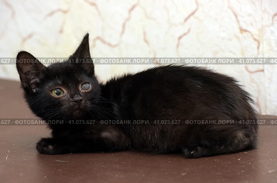 Kitten with an eyesore, a leukoma or an eyesore. Стоковое фото, фотограф Анна Кривицкая / Фотобанк Лори