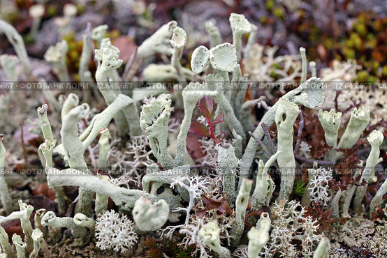 Кладония. Cladonia floerkeana. Стоковое фото, фотограф Григорий Писоцкий / Фотобанк Лори