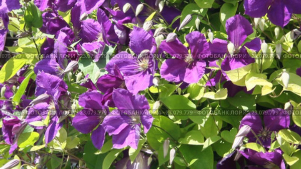 Клематис, или ломонос  (Clematis)  сем. Лютиковые. Стоковое видео, видеограф Олег Хархан / Фотобанк Лори