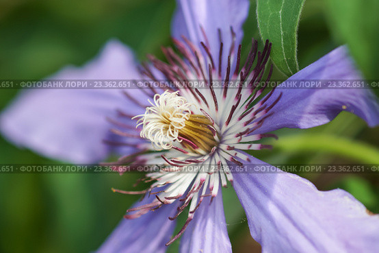 Клематис польский сорт Генерал Сикорский (Clematis General Sikorski) Стоковое фото, фотограф Наталья Гармашева / Фотобанк Лори