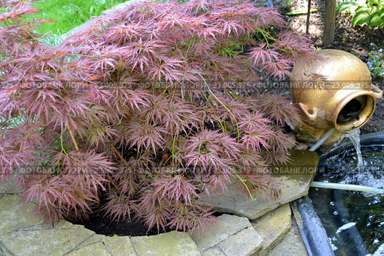 Клен дланевидный "Bloodgood" (Acer palmatum (Thunb.) Thunb.) растет около  садового фонтана. Стоковое фото, фотограф Ирина Борсученко / Фотобанк Лори