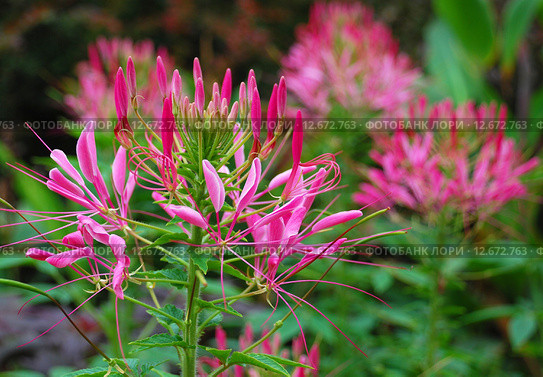 Клеома, или клеоме (лат. Cleome) Стоковое фото, фотограф lana1501 / Фотобанк Лори