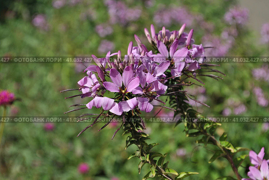 Клеома колючая (лат. Cleome spinosa), Фиолетовая королева (лат. Violet Queen) Стоковое фото, фотограф lana1501 / Фотобанк Лори
