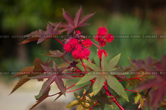 Клещевина обыкнове́нная (Ricinus commúnis L.) Стоковое фото, фотограф Анна Кудрявцева / Фотобанк Лори