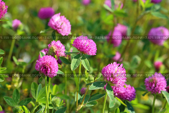 Клевер луговой (красный). Trifolium pratense. Цветение растения летом на Ямале. Стоковое фото, фотограф Григорий Писоцкий / Фотобанк Лори