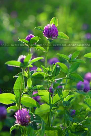 Клевер луговой (красный). Trifolium pratense. Цветущее растение в контровом вечернем свете. Стоковое фото, фотограф Григорий Писоцкий / Фотобанк Лори