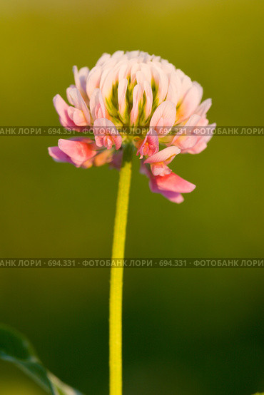 Клевер луговой. Trifolium pratense. Стоковое фото, фотограф Василий Вишневский / Фотобанк Лори