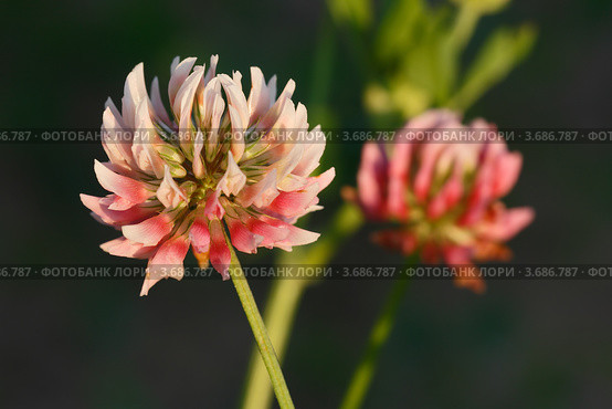 Клевер луговой. Trifolium pratense. Стоковое фото, фотограф Роман Рожков / Фотобанк Лори